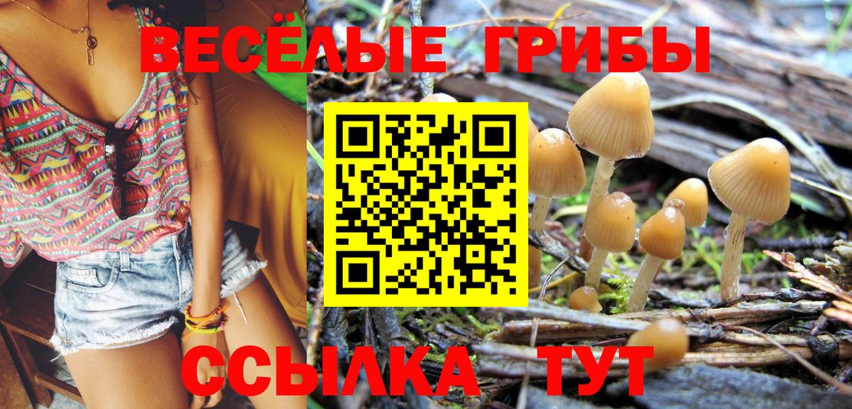 Ногинск  наркота  Вход с VPN  Галлюциногенные грибы Cubensis 